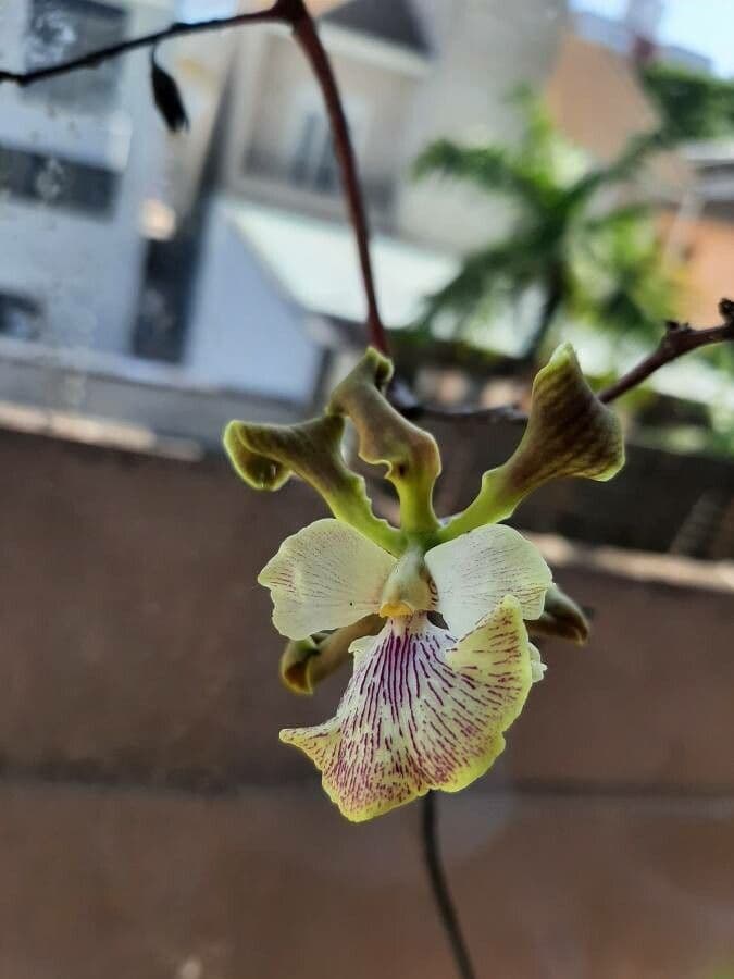 Encyclia 3
