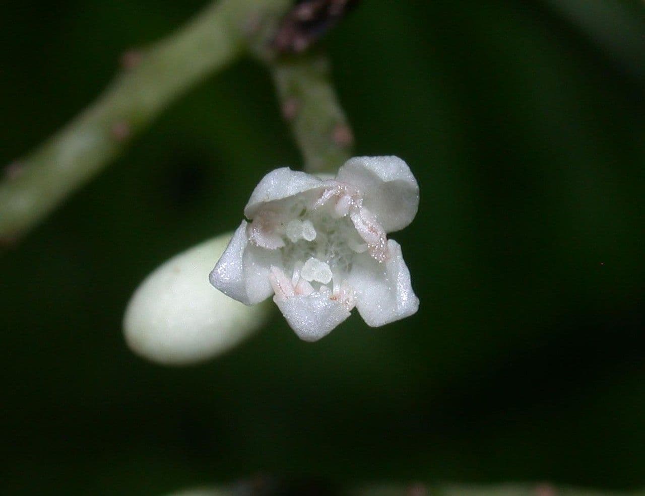 Cordia 2
