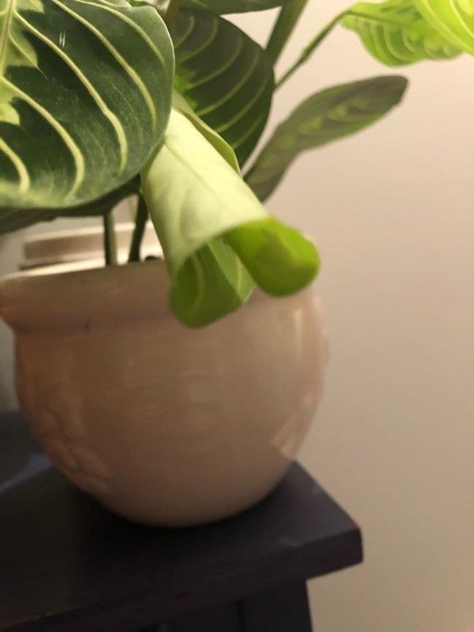 Maranta 22