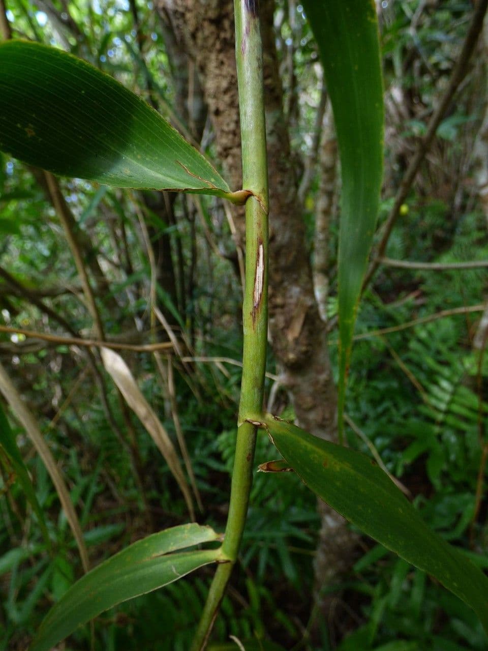 Flagellaria indická 20