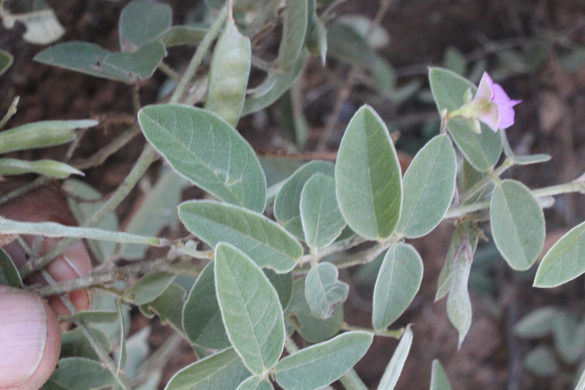 Galactia 13
