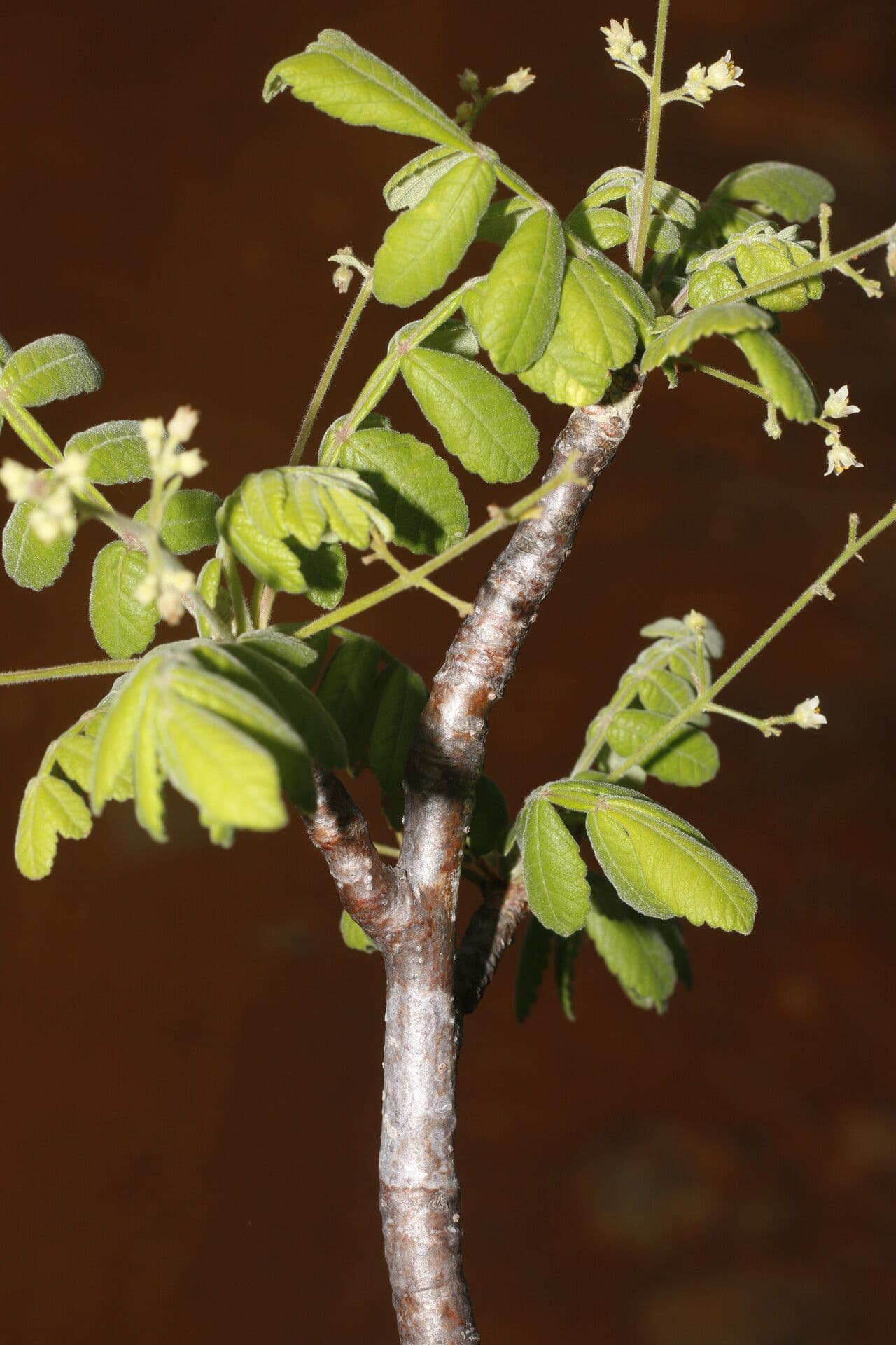 Bursera tomentosa 6