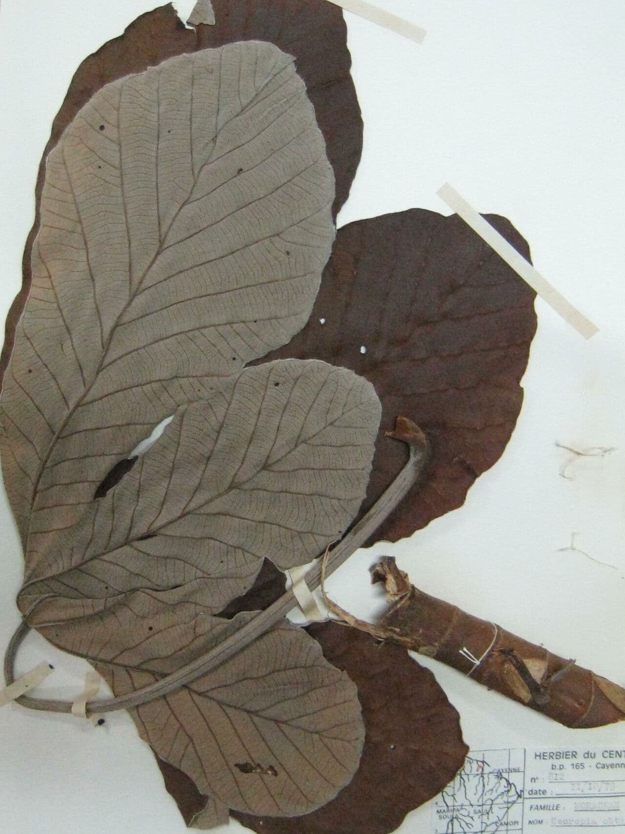 Cecropia 19