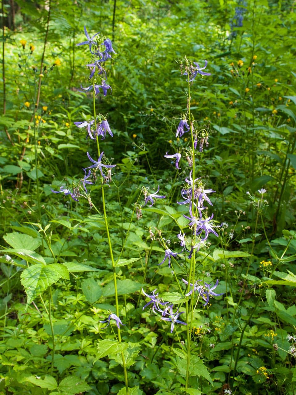 Campanula 4