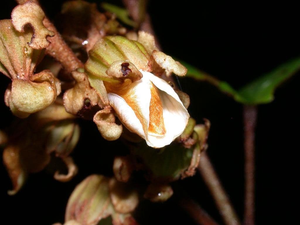 Schnella 10
