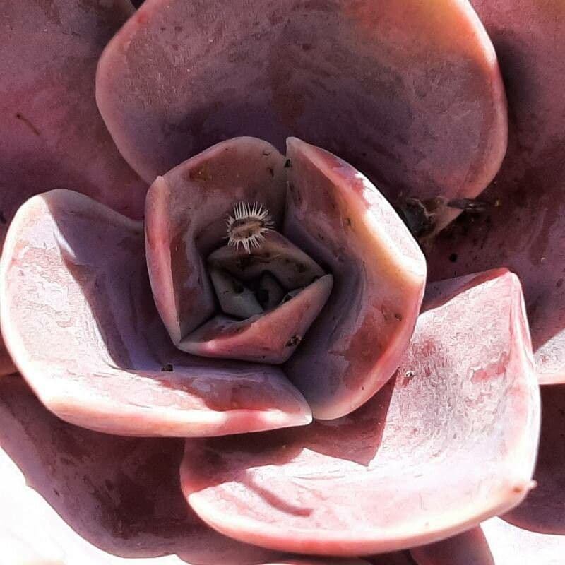 Aeonium nobile 10