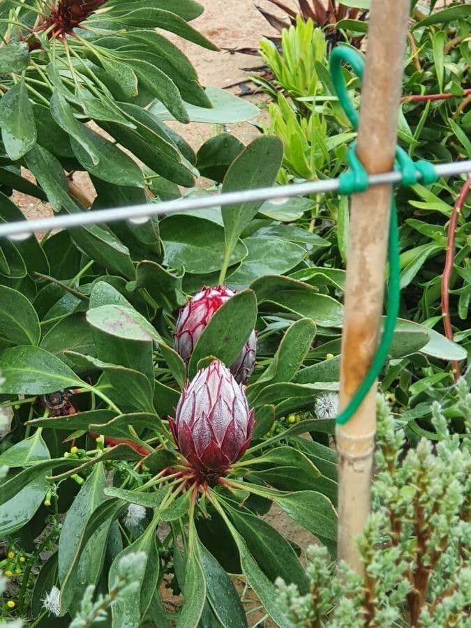 Protea carciofoide 4