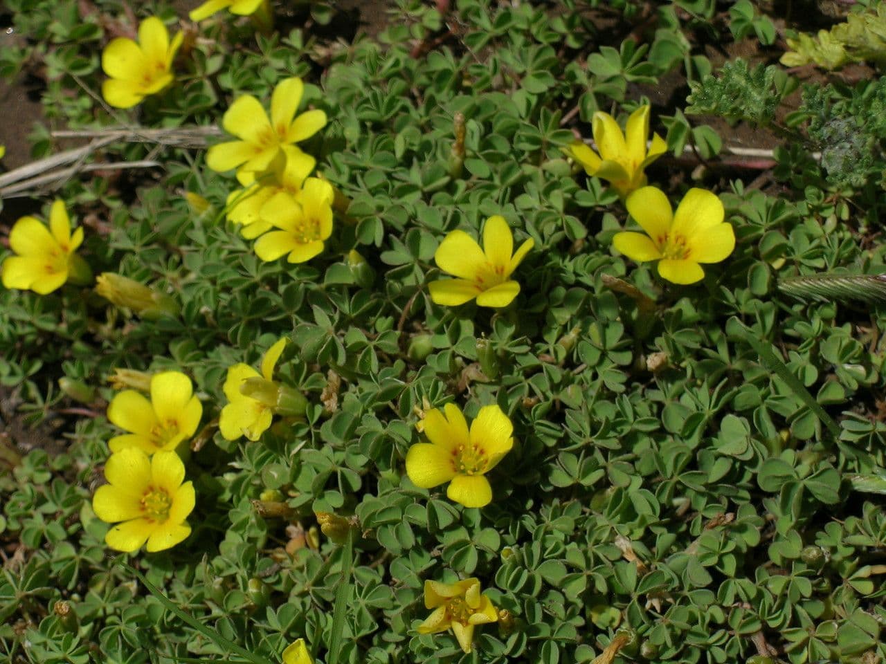 Acetosa 4
