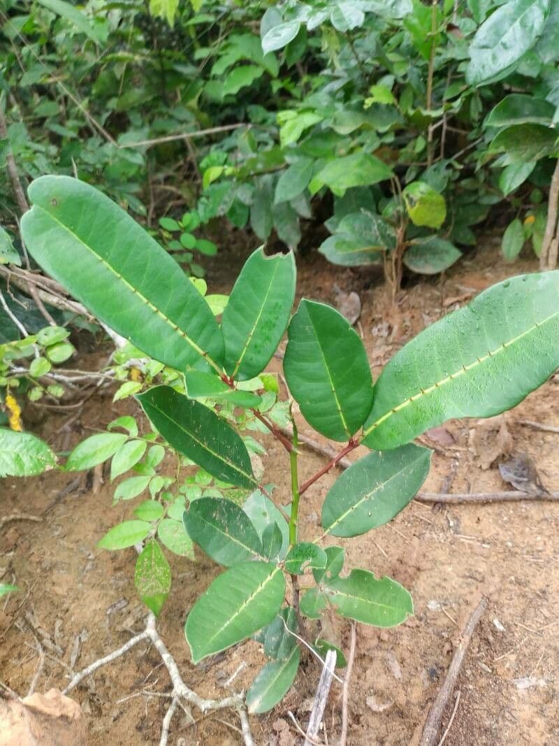 Zanthoxylum zanthoxyloides 10