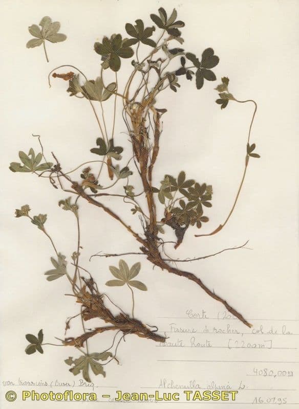 Alchemilla transiens 9