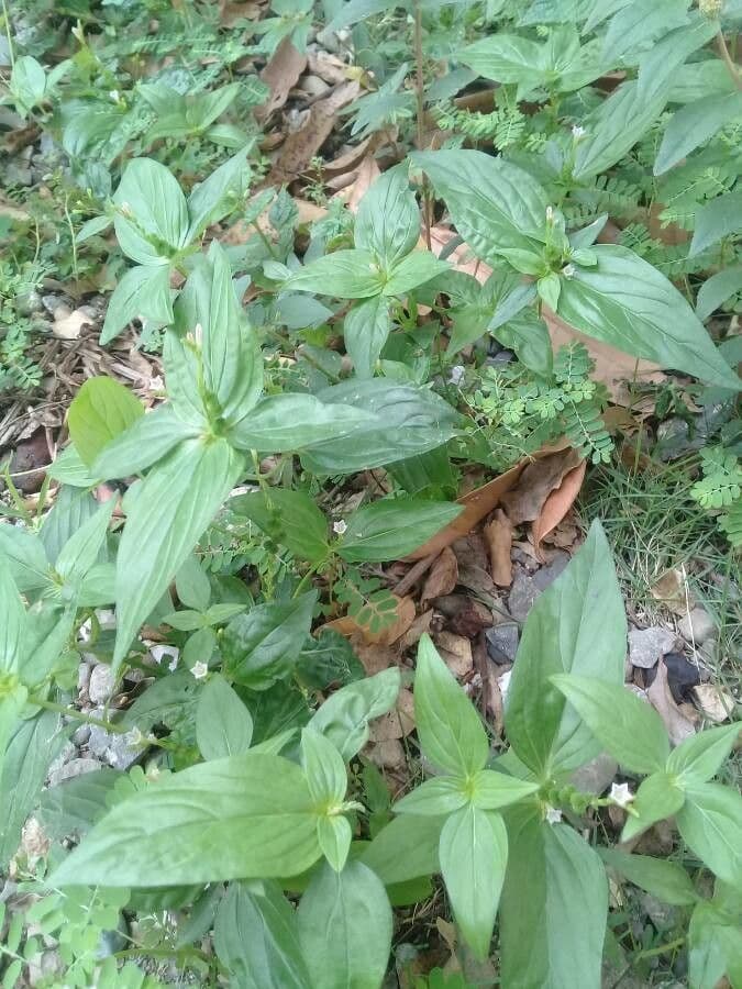 Spigelia 24
