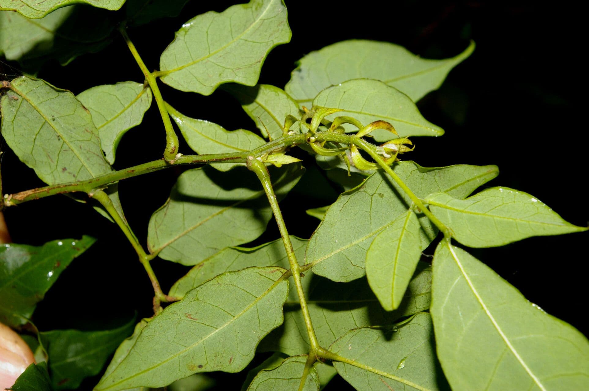 Senna undulata 3