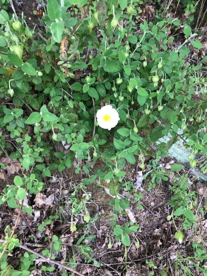Jaguarzo negro 15
