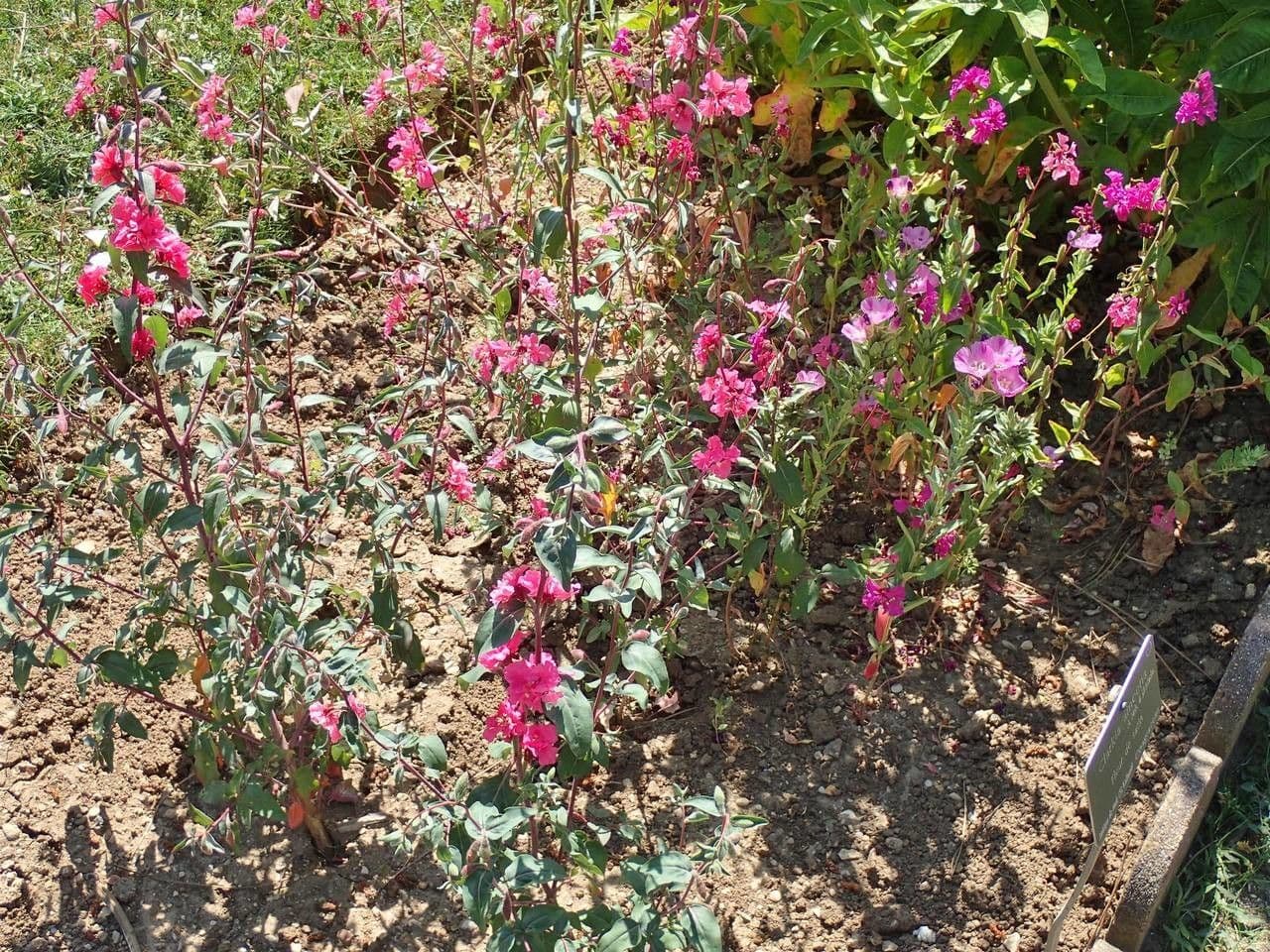 Clarkia amoena 10