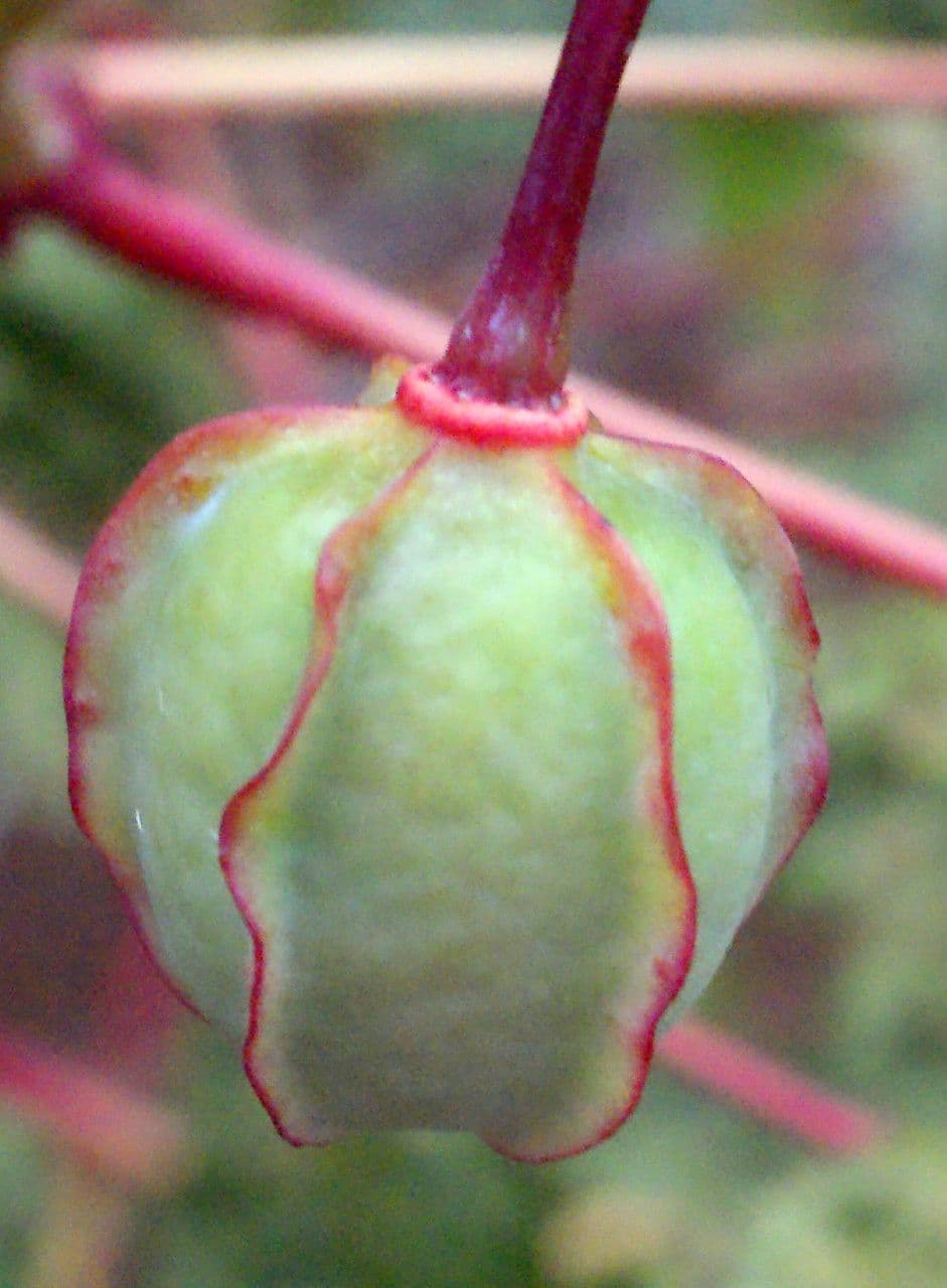Zanthoxylum 3