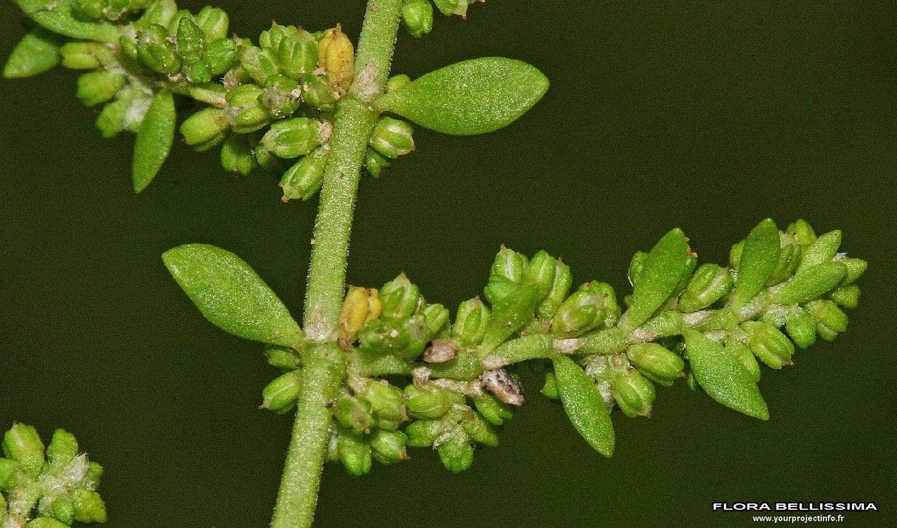 Herniaria 3