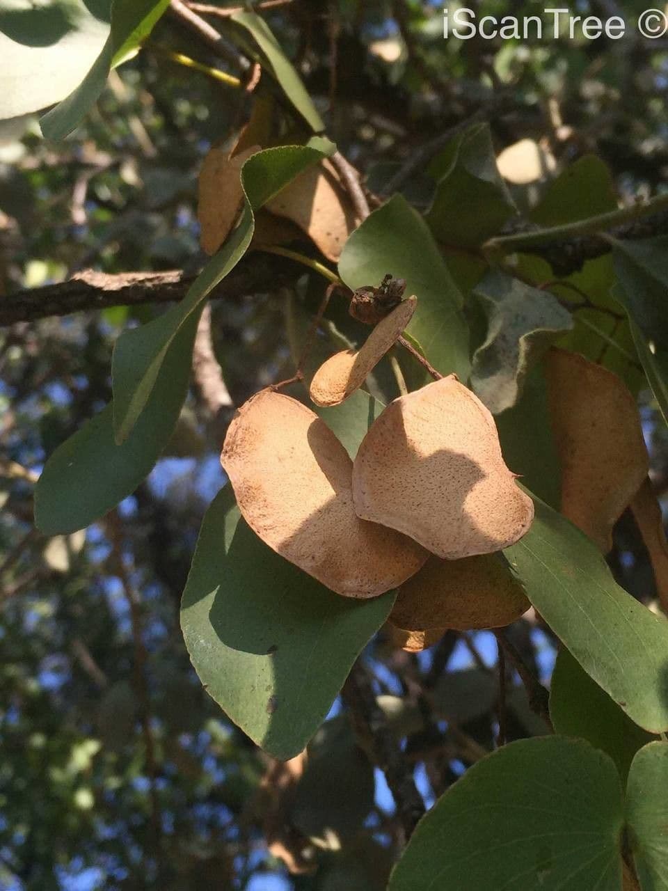 Mopane 2