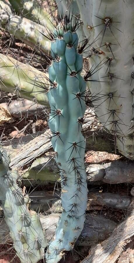 Cereus 9