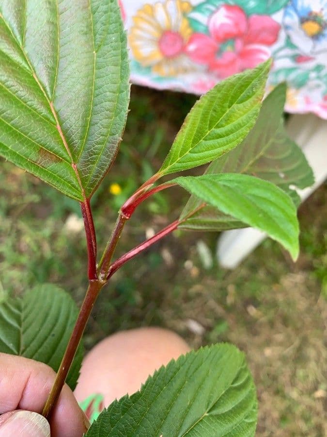 Svída výběžkatá 20