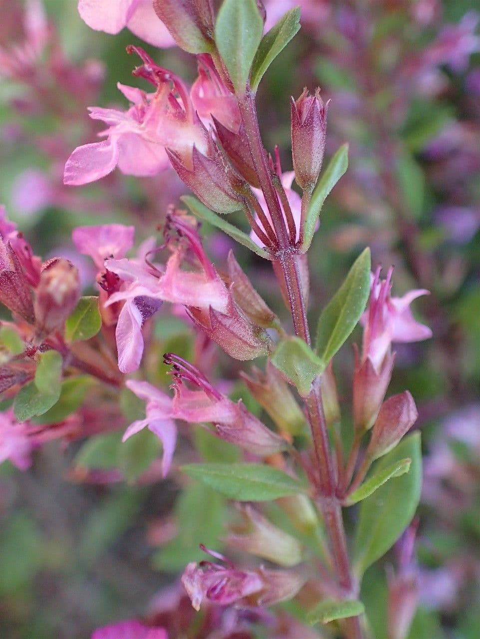 Teucrium 10
