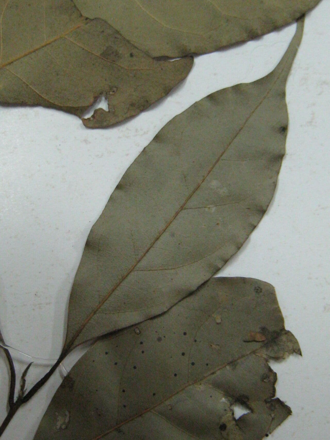 Ocotea cernua 22