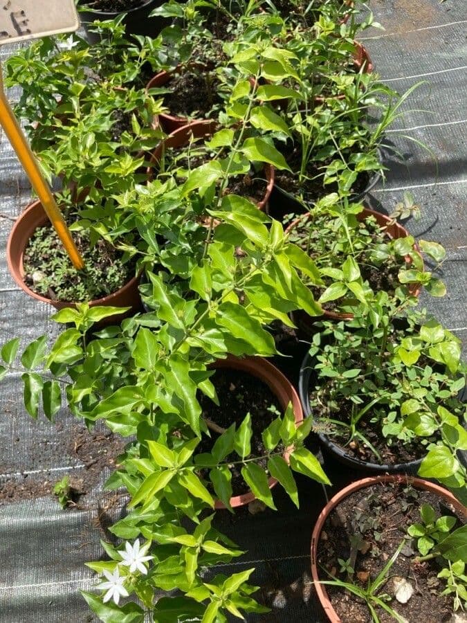 Jasmin multiflore 9