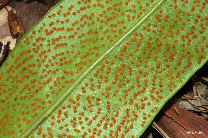 Microsorum puncté 2