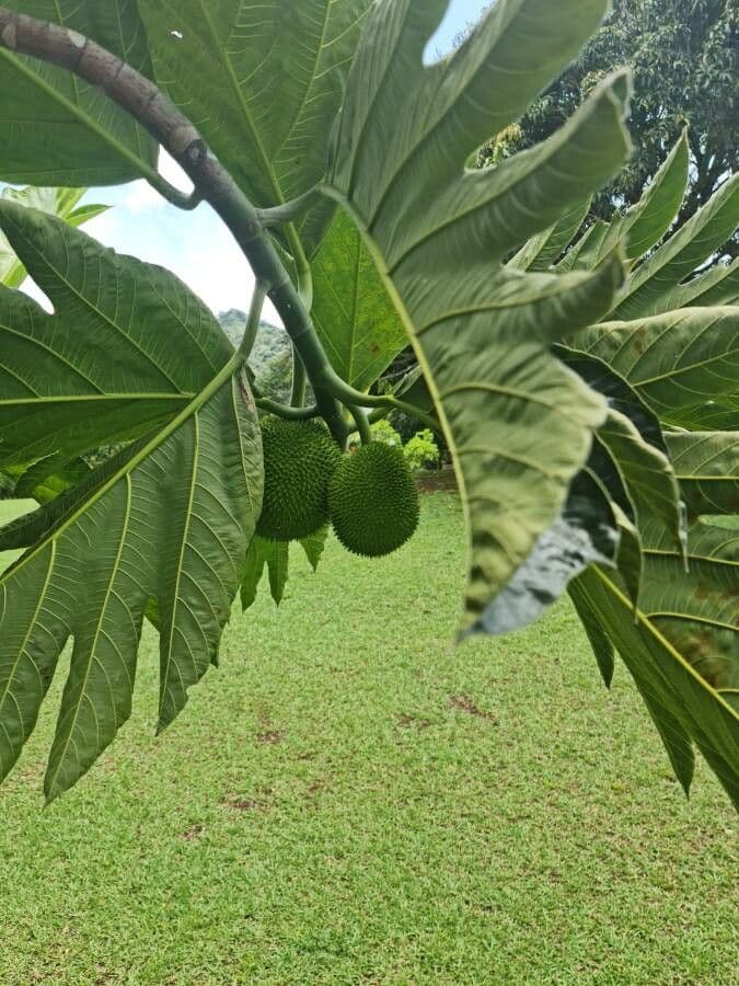 Albero del pane 4