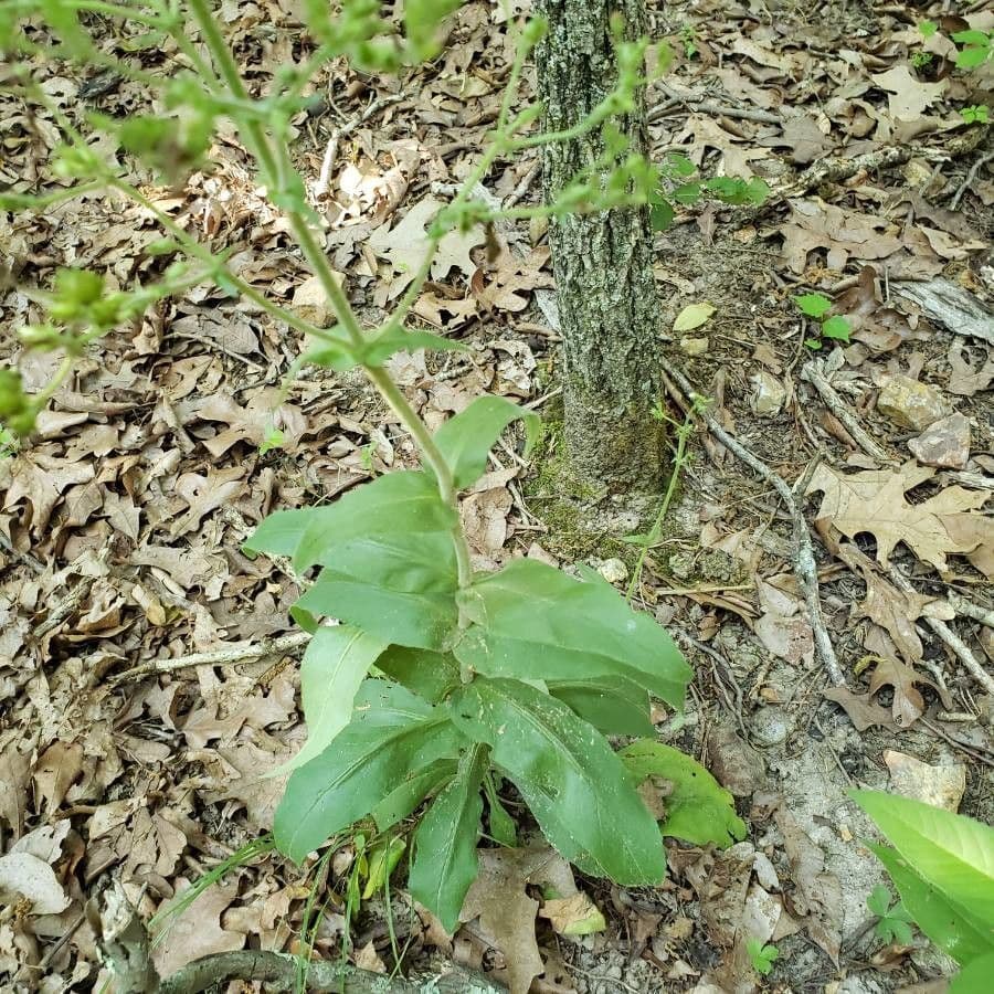 Penstemon cobaea 12