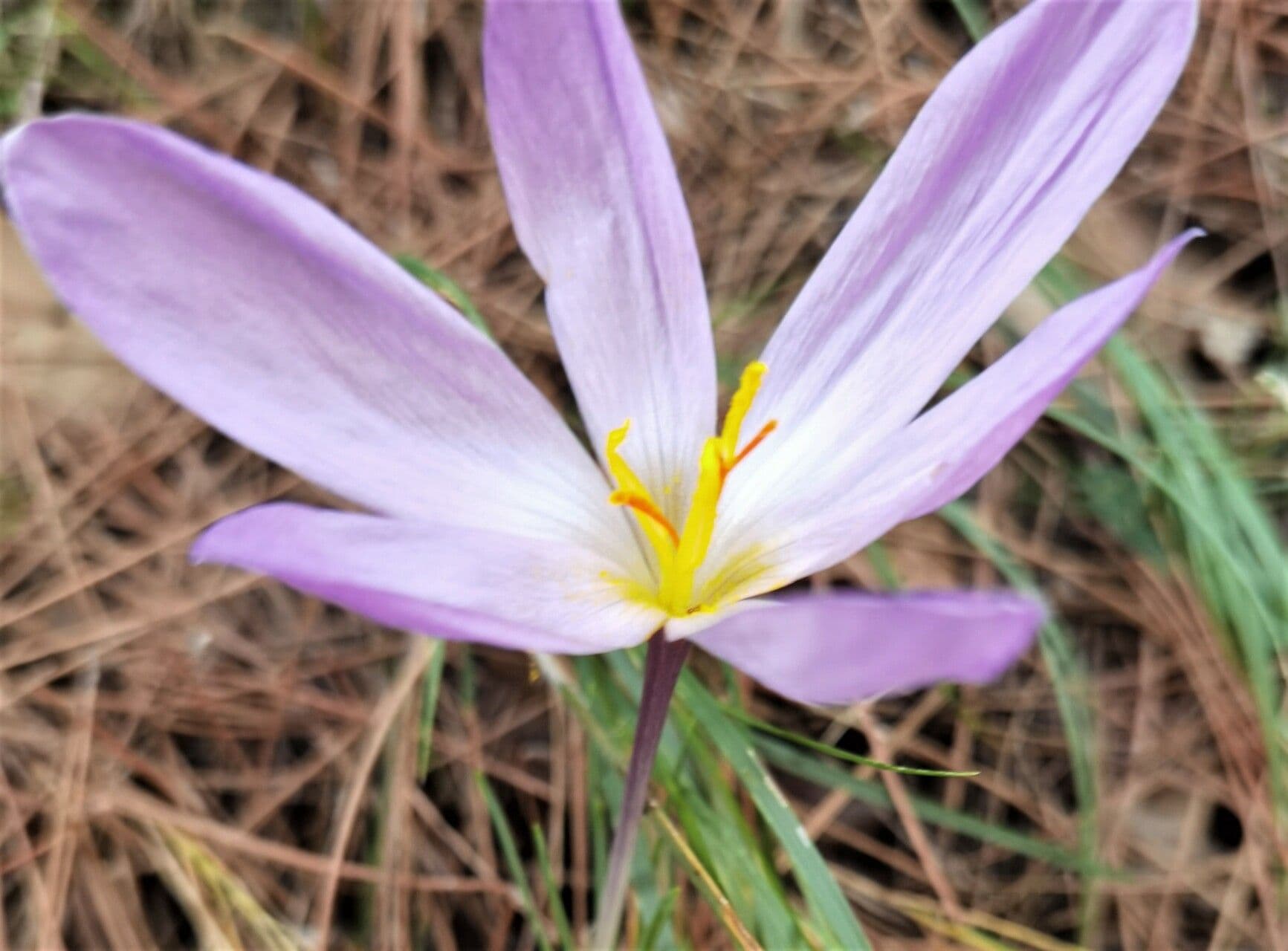 Krokus 2