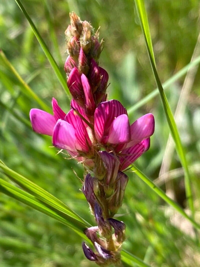 Onobrychis 5