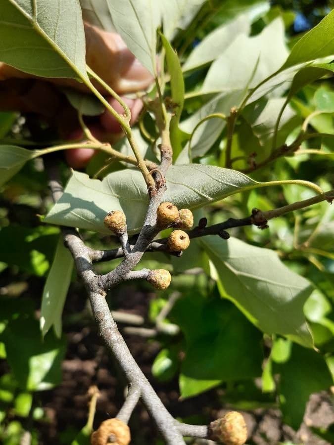 Quercia ilex 3