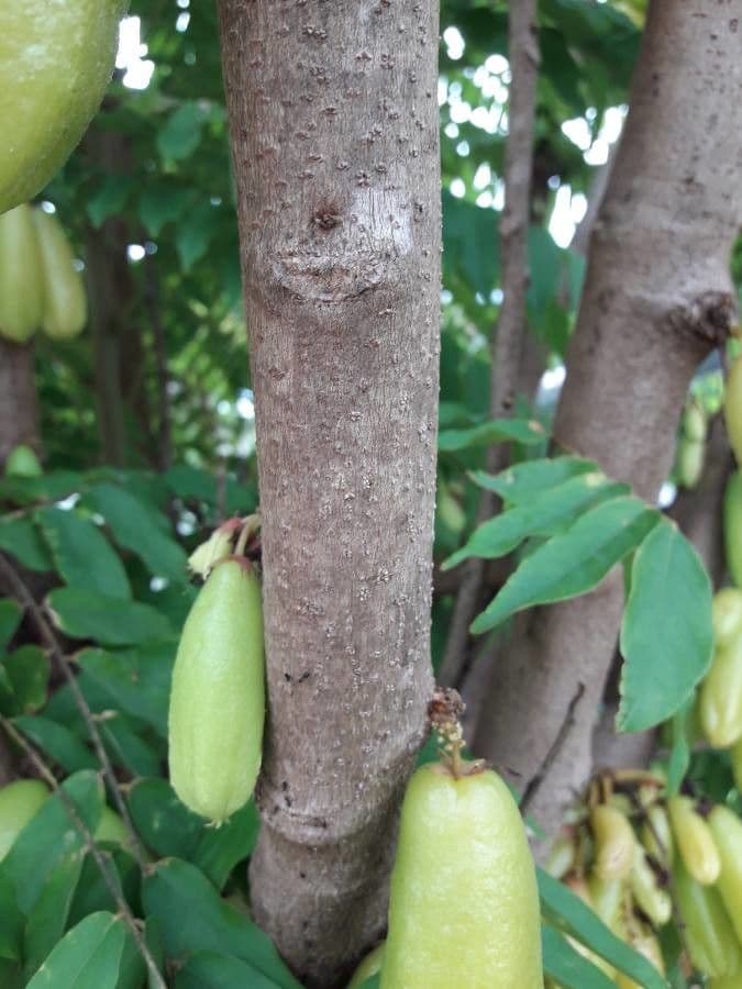 Bilimbi 25