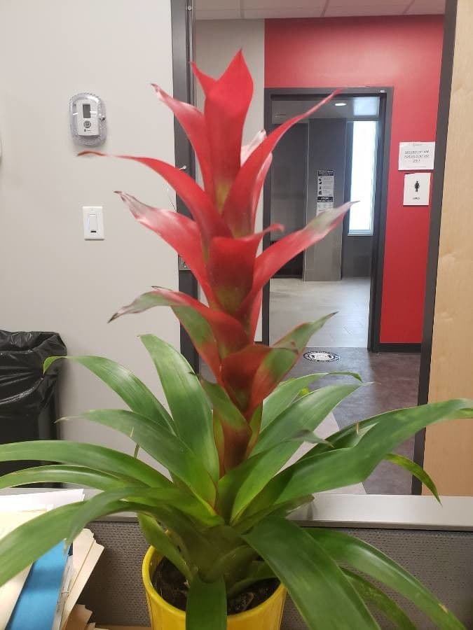 Guzmania monostachia 10