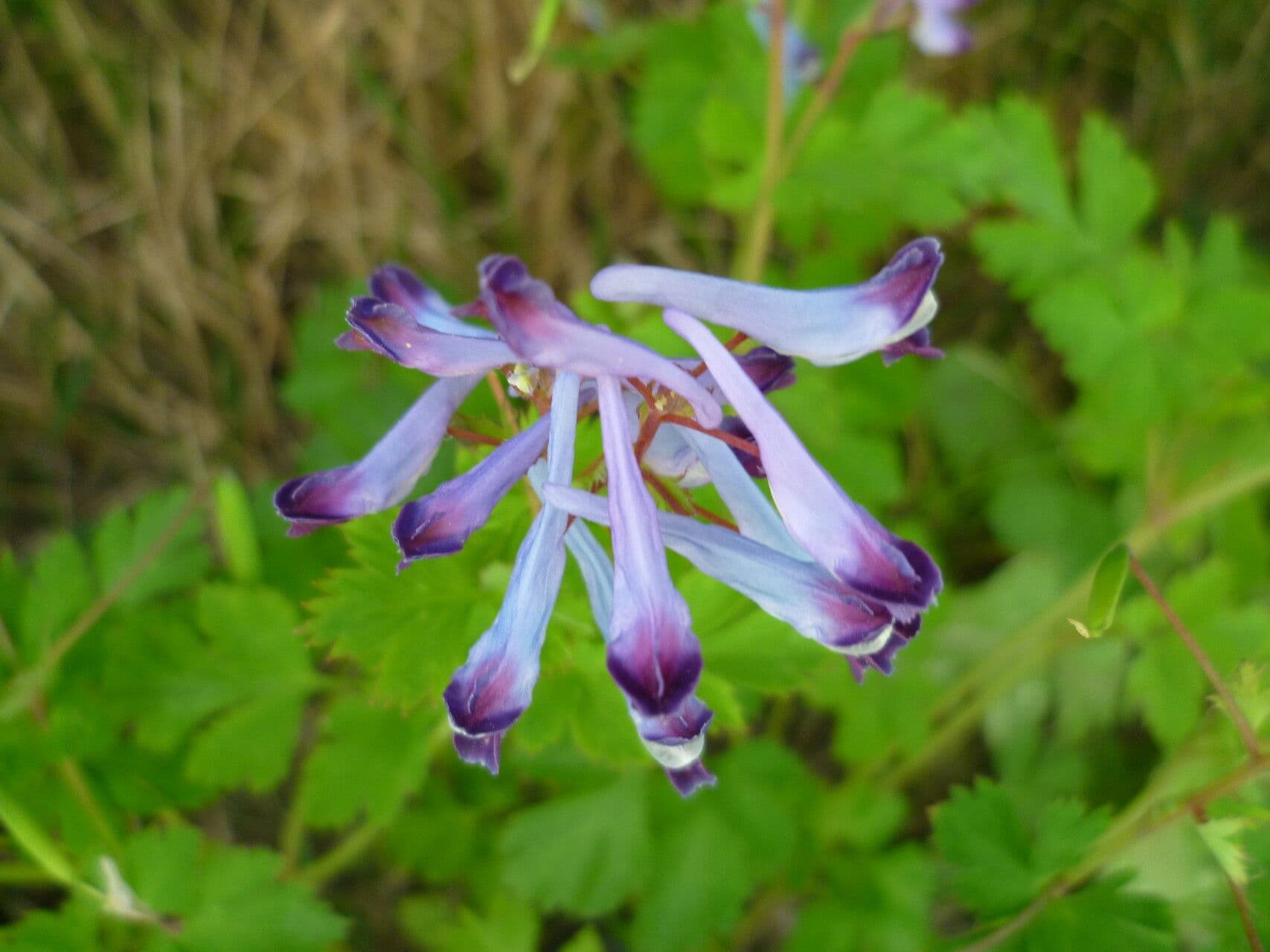 Fumaria incisa