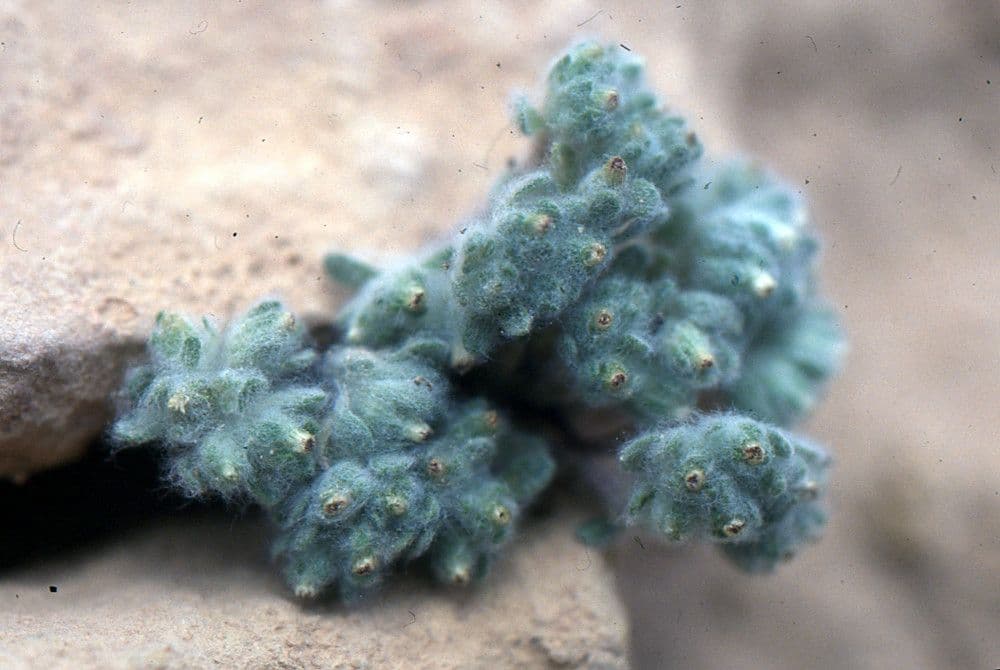 Lasiopogon