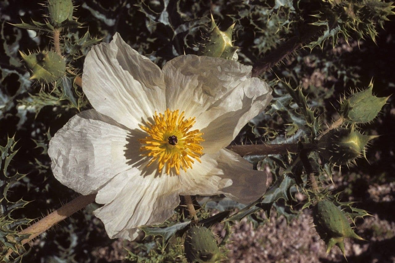 Stacheldistel 3