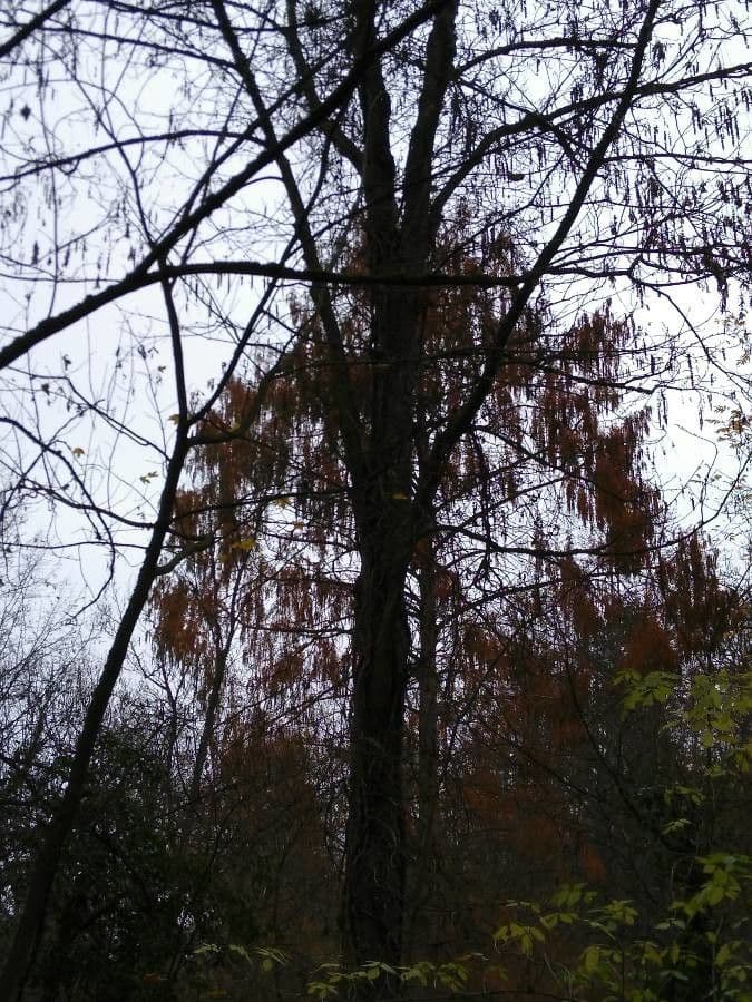 Pterocarya rhoifolia 25