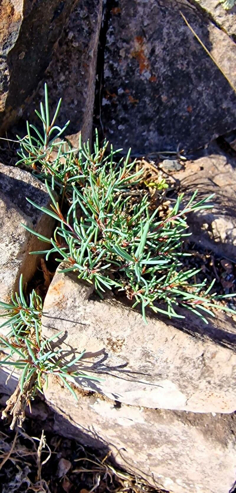 Dicheranthus 3