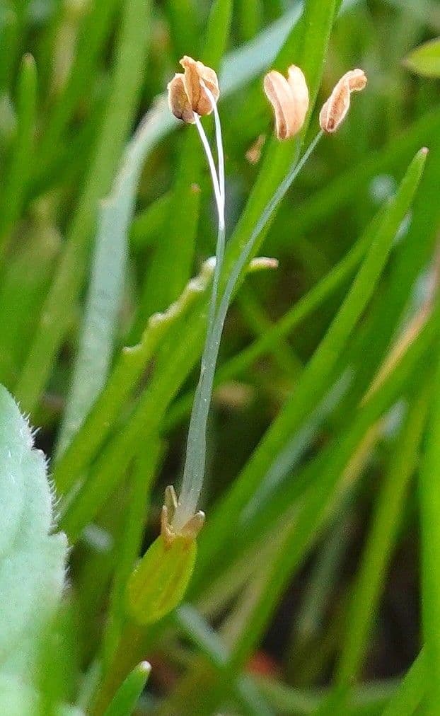 Littorella 8