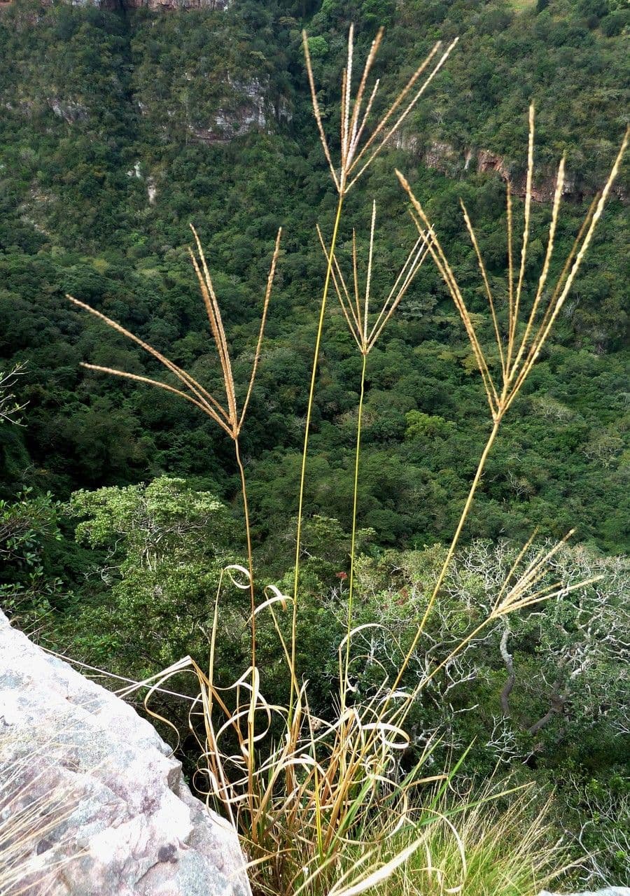 Digitaire velue 7