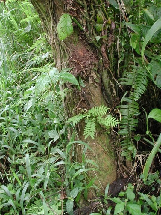 Vachellia