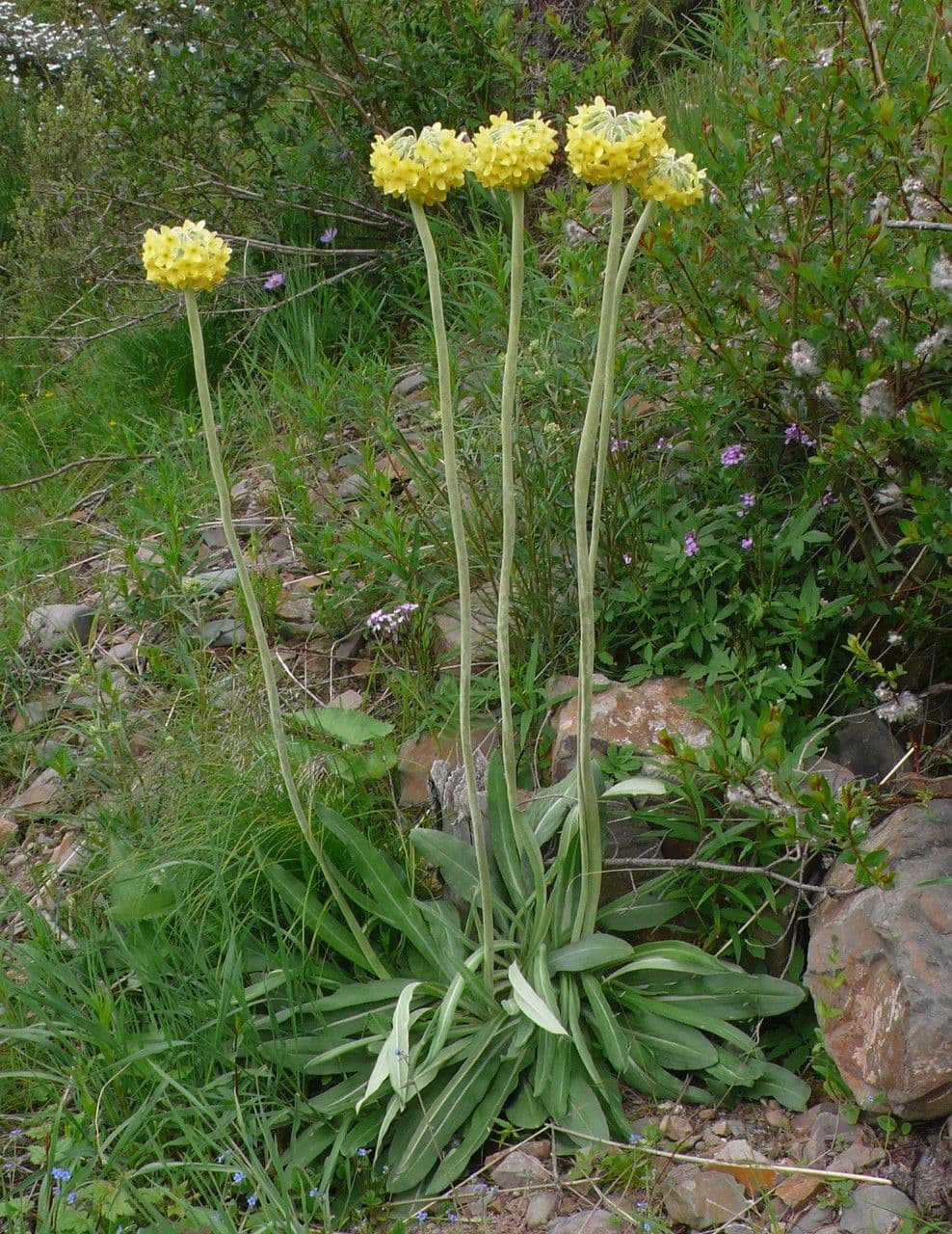 Primula