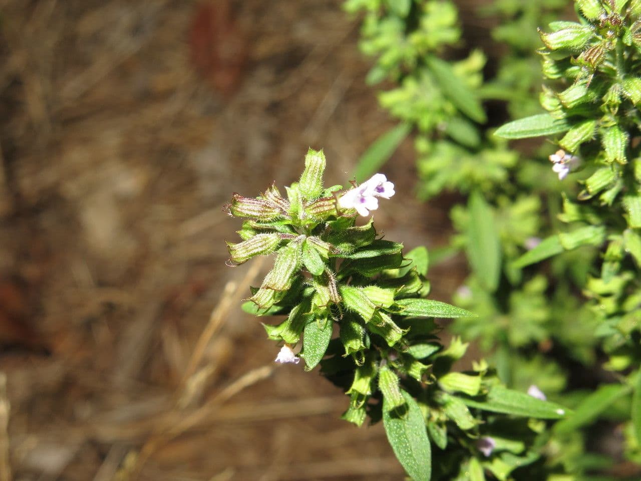 Hedeoma