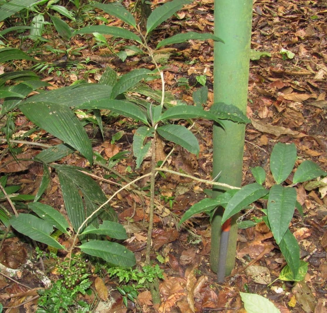 Ardisia 11