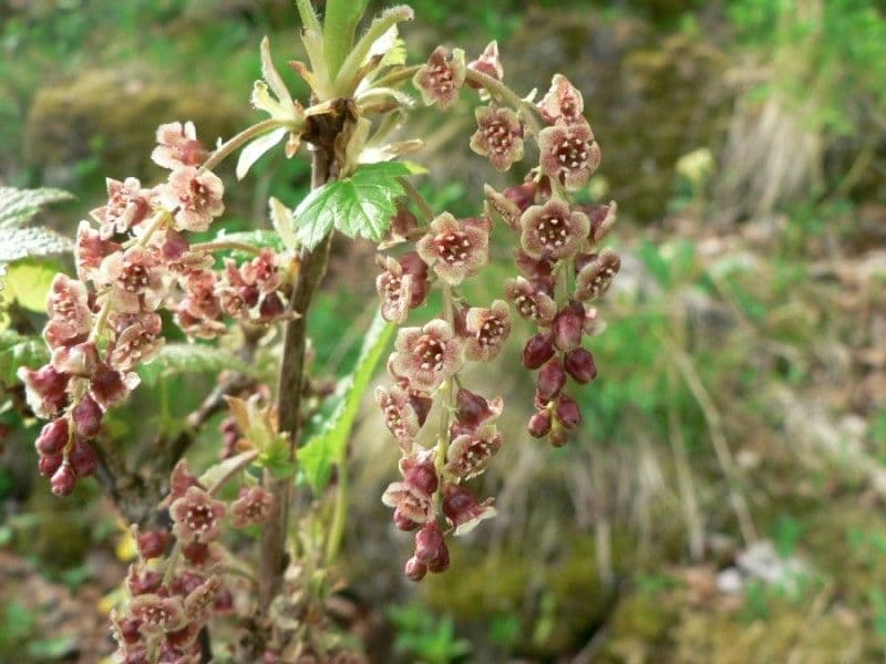 Ribes petraeum 7