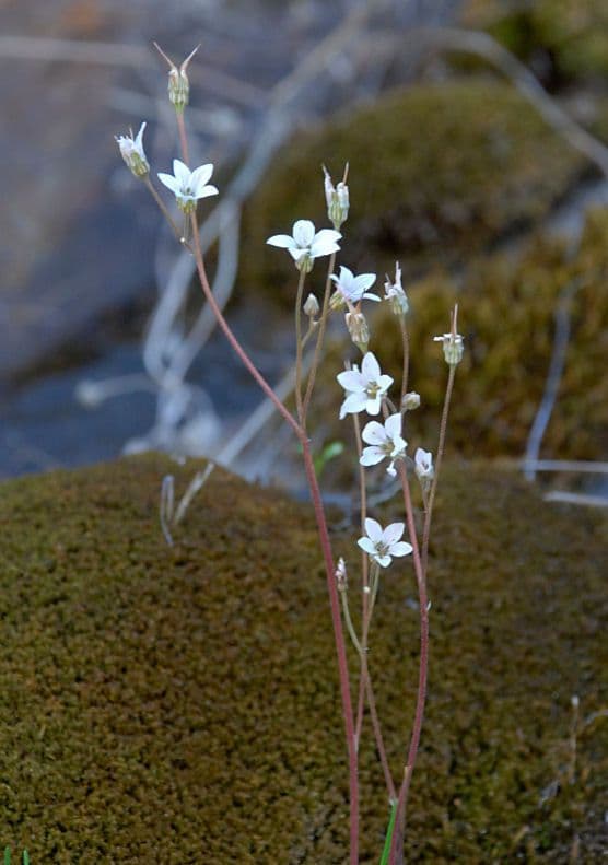 Jepsonia 6