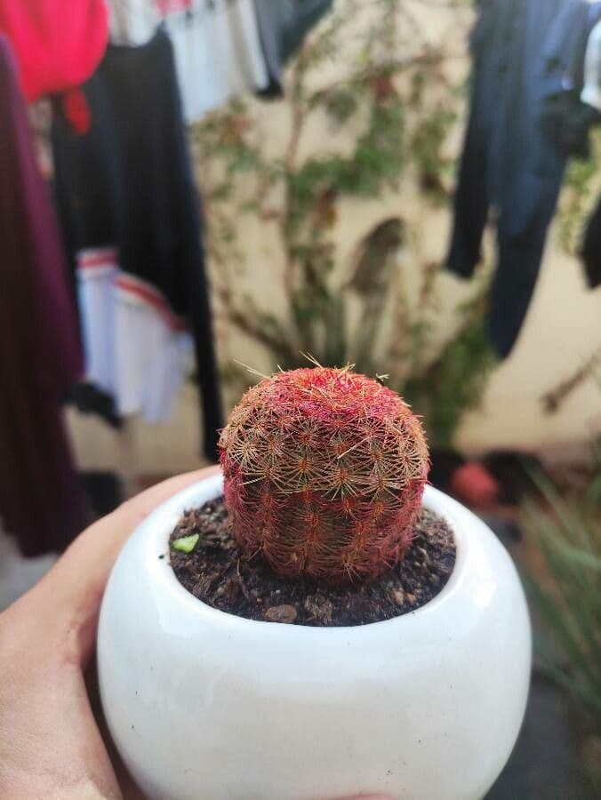 Cactus arcobaleno dell'Arizona 16