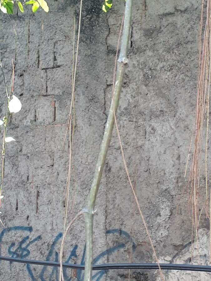 Ranken-Traubenbaum 25