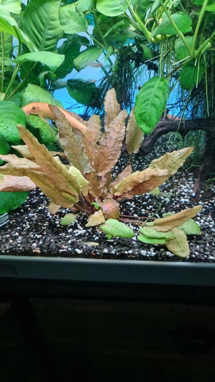 Cryptocoryne